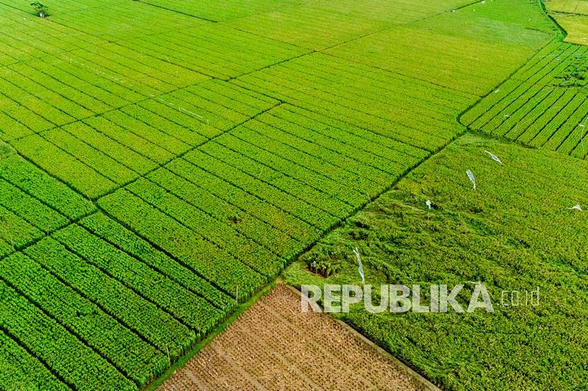Foto udara buruh tani memanen padi di areal persawahan Rawamerta, Karawang, Jawa Barat. Dinas Pertanian mencatat realisasi produksi padi di Karawang mencapai 612.309 ton.