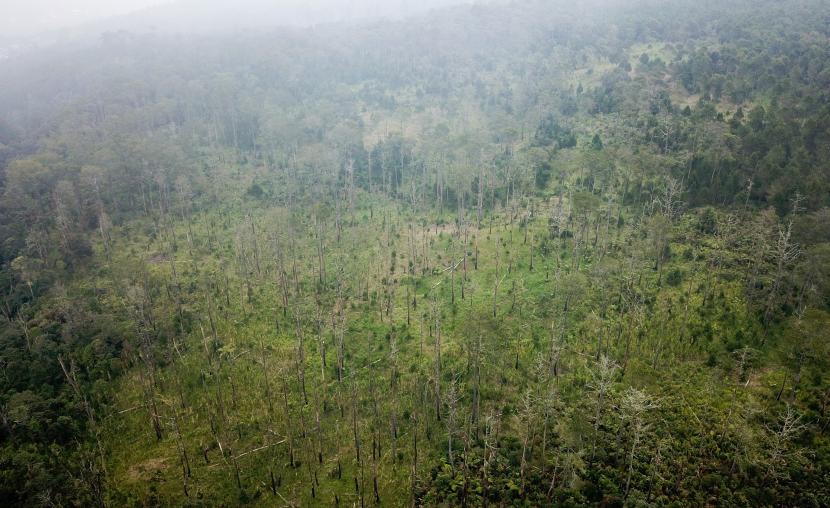 Ilustrasi. Kementerian Lingkungan Hidup dan Kehutanan (KLHK) belum menerima informasi gugatan atas Surat Keputusan Menteri LHK Nomor 287 tentang Kawasan Hutan dengan Pengelolaan Khusus (KHDPK) di Pulau Jawa.