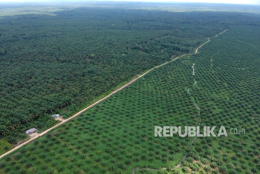 Foto udara kawasan perkebunan kelapa sawit di Sumatera. (ilustrasi)