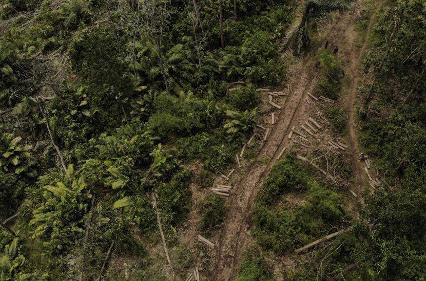 Ilustrasi. KLHK jelaskan alasan di balik kebijakan pengambilalihan kelola 1,1 juta hektare hutan di Pulau Jawa dari tangan Perum Perhutani.