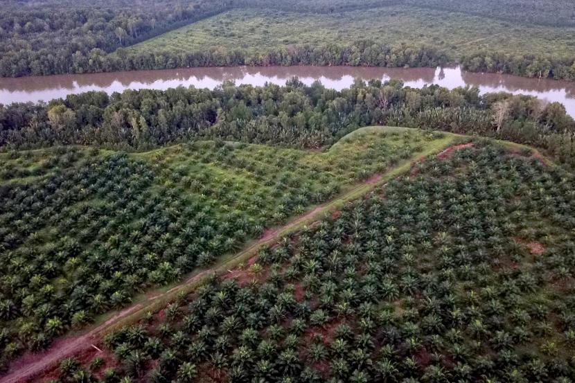 Foto udara lahan perkebunan sawit di area penyangga Cagar Alam Hutan Bakau Pantai Timur Sumatera, Mendahara, Tanjungjabung Timur, Jambi, Rabu (10/8/2022).