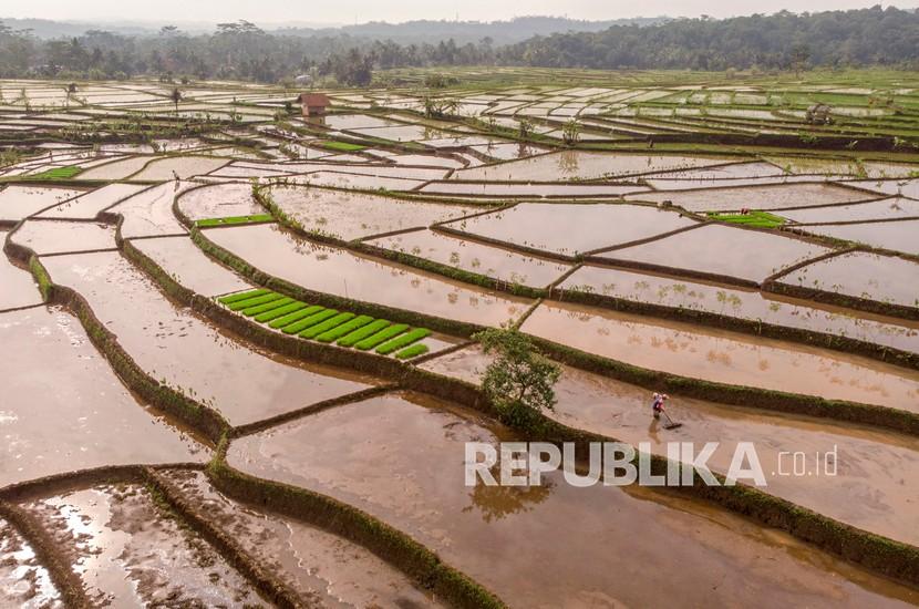 Foto udara lahan tanam padi (ilustrasi). Pemerintah Provinsi (Pemprov) Lampung menargetkan produksi padi di daerah itu mencapai tiga juta ton pada 2021.