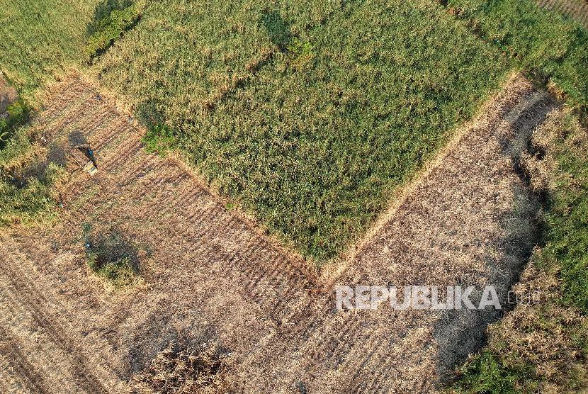 Foto udara lahan tebu di Desa Harjosari, Kabupaten Tegal, Jawa Tengah, Ahad (7/6). Produksi gula tebu tahun 2020 diprediksi mengalami penurunan dari total produksi sepanjang tahun 2019 karena cuaca ekstrem.