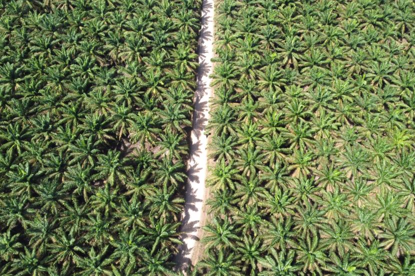 Foto udara perkebunan kelapa sawit. (ilustrasi)