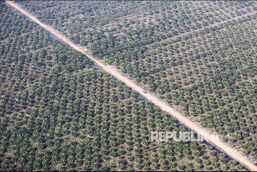 Aerial view of palm oil plantation in Ogan Komering Ilir (OKI), South Sumatra.