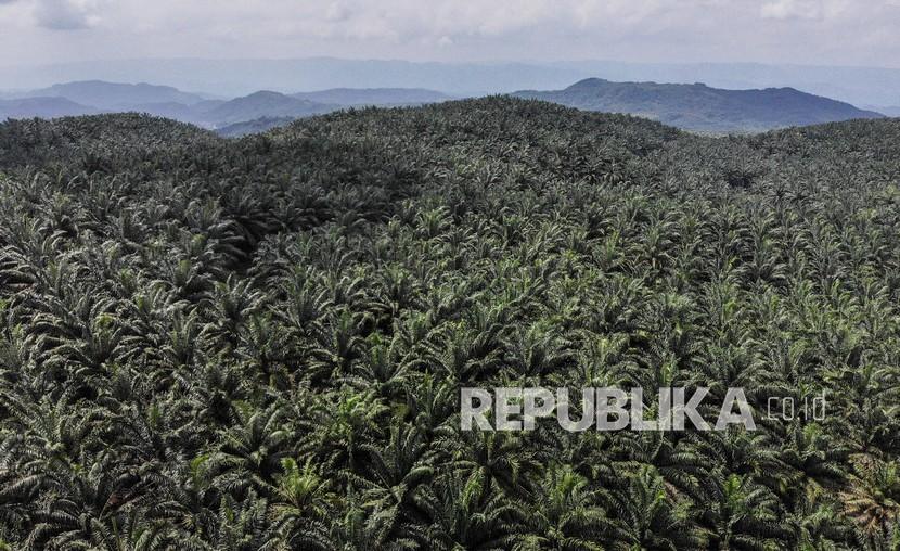 Foto udara perkebunan sawit milik PTPN VIII di Cikidang, Kabupaten Sukabumi, Jawa Barat. 