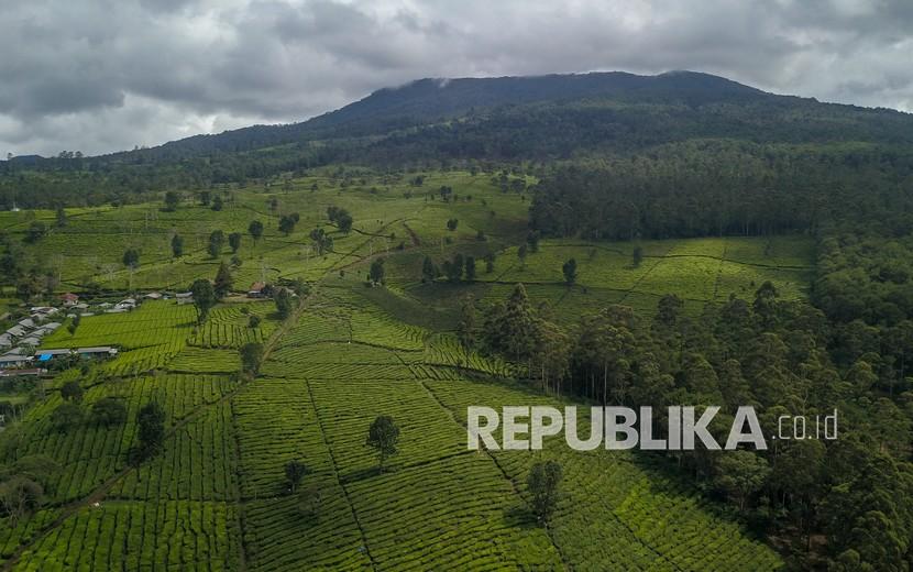 Foto udara perkebunan teh milik PTPN VIII (ilustrasi). PTPN VIII menargetkan rehabilitasi 1.000 hektare lahan kritis.