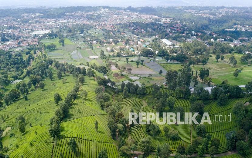Perkebunan teh milik PTPN VIII di Sukawana, Lembang, Kabupaten Bandung Barat, Jawa Barat. Disparbud Jabar tahun ini akan fokus kembangkan wisata alam, salah satunya perkebunan teh.