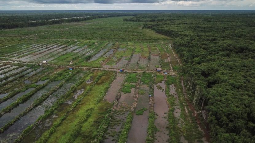 Foto udara petakan persawahan ekstentifikasi lahan di Desa Pilang, Kabupaten Pulang Pisau, Kalimantan Tengah, (ilustrasi).