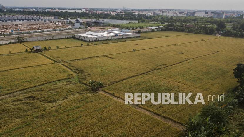 Foto udara sawah abadi siap panen di Ujung Menteng, Jakarta Timur, (23/2/2022). Panen padi di sawah seluas tiga hektare tersebut menghasilkan sebanyak 19,5 ton yang akan dijadikan benih untuk dikirim kepada kelompok petani binaan Dinas KPKP di wilayah Jakarta Utara dan Barat. 