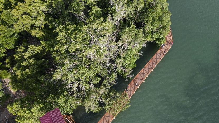Kawasan mangrove (ilustrasi). Dinas Kelautan dan Perikanan Provinsi Sulawesi Selatan melakukan penanaman 39 ribu bibit mangrove di wilayah Desa Marannu, Kecamatan Lau, Kabupeten Maros, Kamis (26/6/2022).