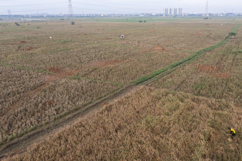 Foto udara seorang petani memanen padi varietas ciherang di areal persawahan di Rorotan, Jakarta Utara, ilustrasi. Pemprov DKI Jakarta menaikkan besaran subsidi pangan dari Rp805 miliar menjadi Rp1,1 triliun kepada satu juta sasaran pada 2022 untuk meringankan beban masyarakat kecil.