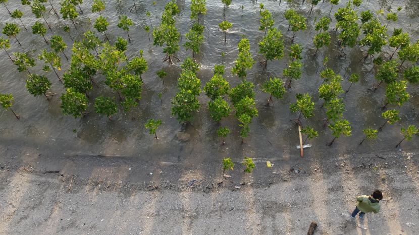 Foto udara tanaman mangrove di Kawasan Pantai Teluk Palu di Palu, Sulawesi Tengah, Kamis (15/9/2022). Kementerian Kelautan dan Perikanan (KKP) menargetkan 32,5 juta hektare wilayah konservasi dan pengelolaan kawasan perairan dapat terpenuhi di 2030 mendatang dan dapat memberikan kontribusi besar terhadap pemulihan laut dan ekosistem perairan. 