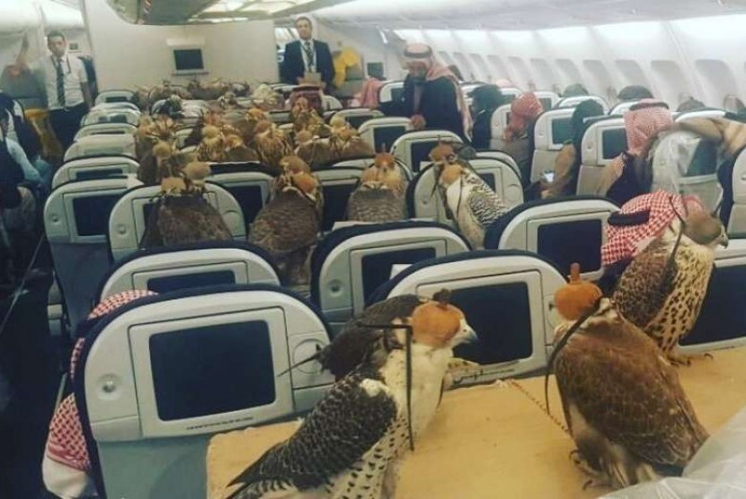 Foto yang memperlihatkan burung elang dalam satu penerbangan 