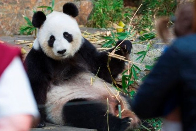 seekor panda bernama Fu Ni (ilustrasi)