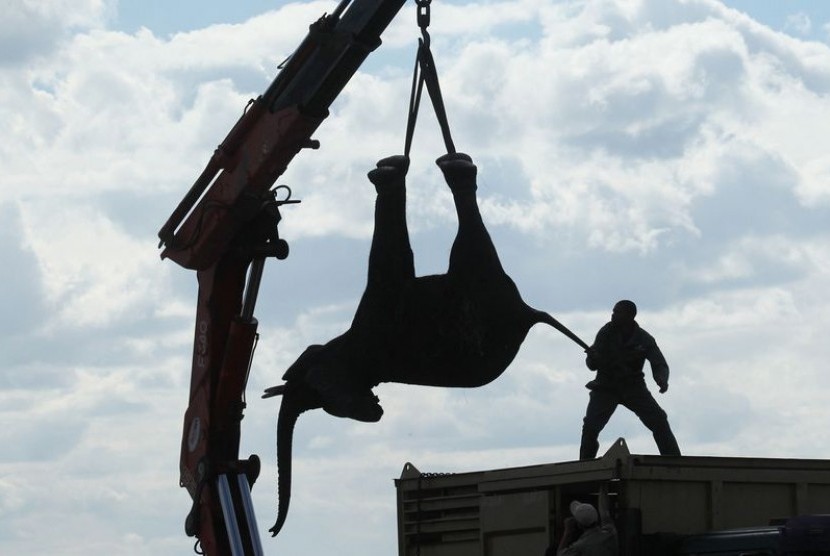 Gajah Afrika yang akan dipindahkan diangkut memakai truk