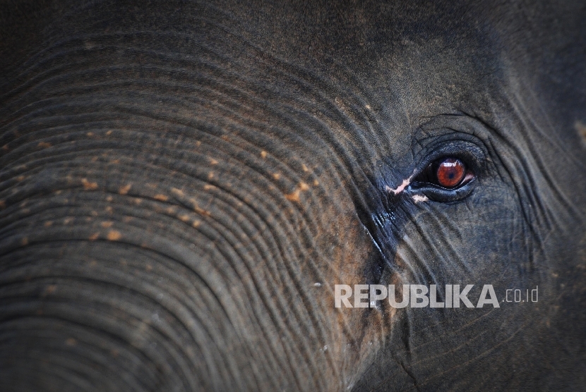 Gajah berada di kawasan Taman Nasional Way Kambas (TNWK), Lampung Timur, Rabu (27/7).