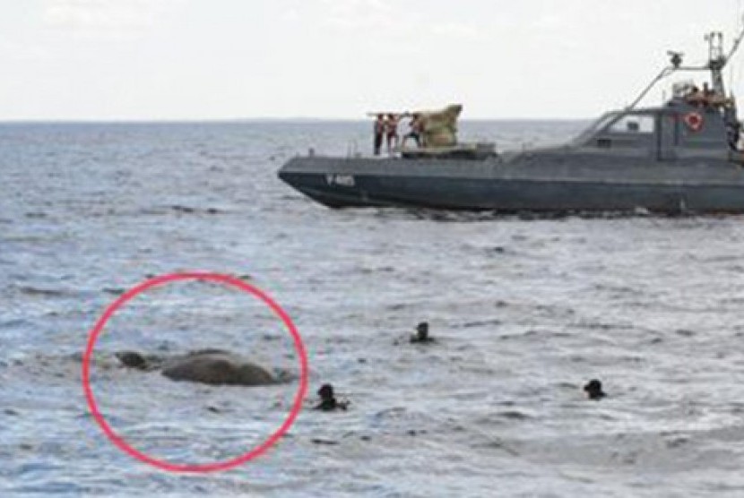 Gajah berenang di laut 