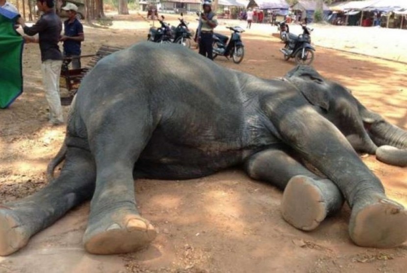 Gajah betina mati di Angkor Wat