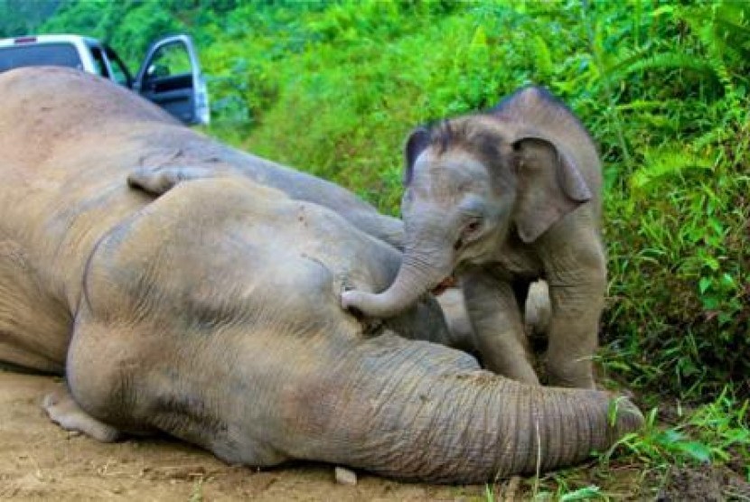 Gajah Borneo