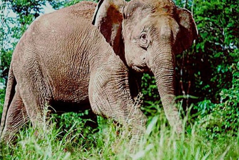 Rajut Keharmonisan Gajah dan Manusia Lewat Dongeng dan Film. Foto:   Gajah Borneo (ilustrasi)