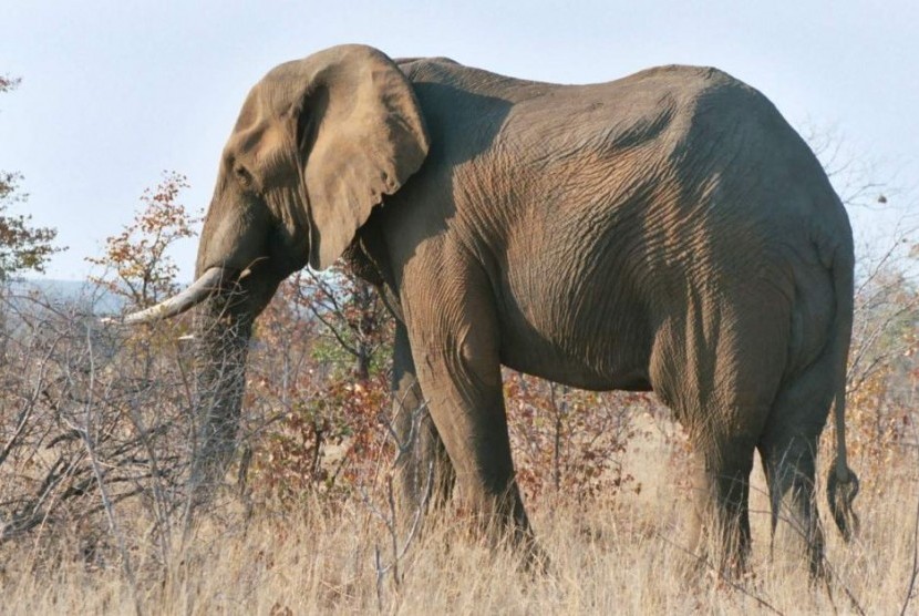 Gajah di Taman Nasional Kruger di Afrika.