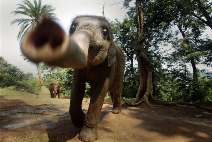 Gajah (Ilustrasi)