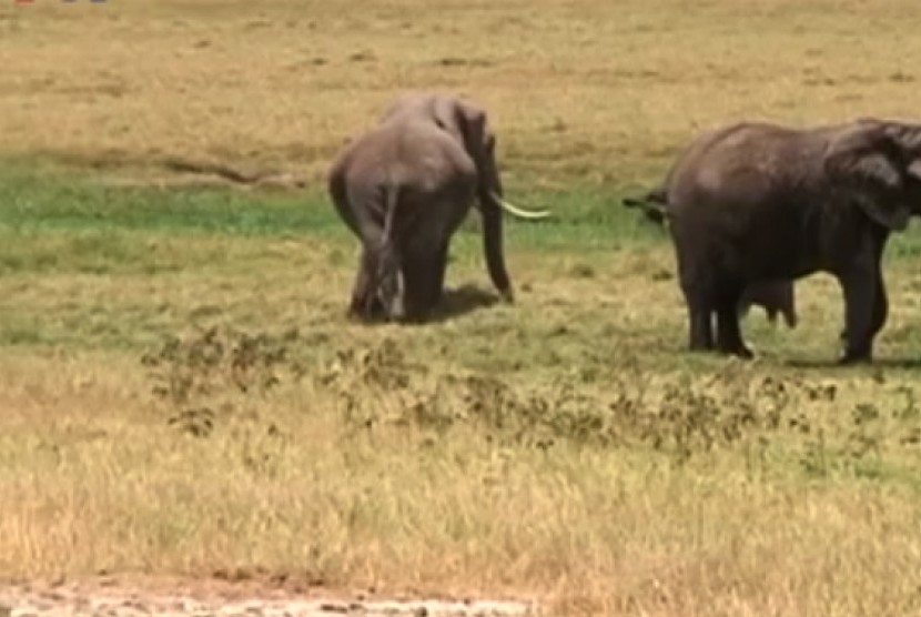 Gajah (ilustrasi). Kehadiran gajah dari TNBBS merusak tanaman warga 