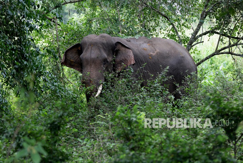 Gajah jinak Conservation Response Unit (CRU) Alue Kuyun bernama Winggo yang beraktivitas di Pusat Latihan Gajah (PLG) Saree, Aceh besar, Aceh (ilustrasi)