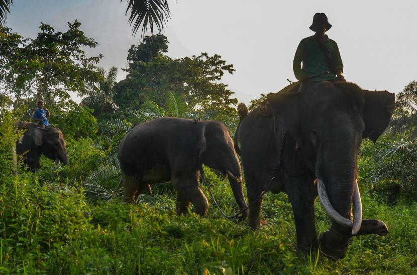 Gajah. Kepala Balai Besar Konservasi Sumber Daya Alam (BBKSDA) Riau, Genman S Hasibuan, mengatakan pihaknya memasangi Geograpics Positioning System (GPS) Collar di tiga ekor gajah liar.