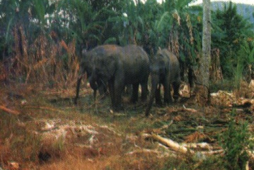 Gajah Lampung