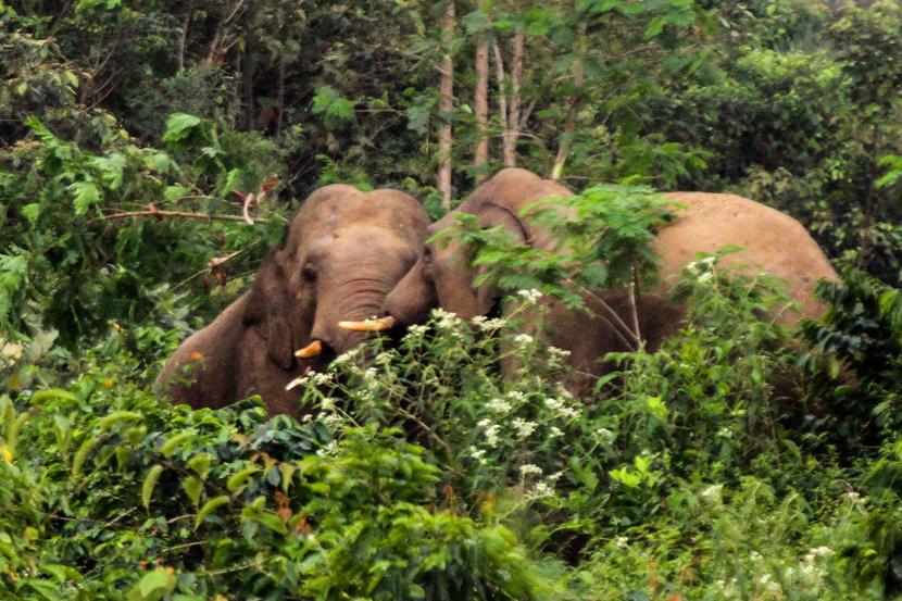 Seekor gajah liar yang diduga terpisah dari kawanan masuk ke permukiman warga. Ilustrasi.
