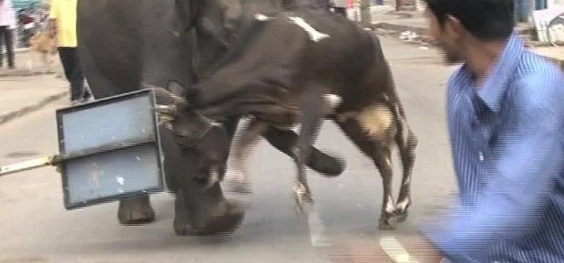 Gajah liar mengambuk di kota pinggiran Mysore, India. Seekor sapi ikut jadi korban kemaran sang gajah.