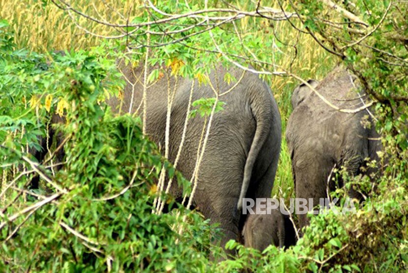Gajah liar Sumatera bernama Seruni (40 Tahun) melahirkan seekor anak yang belum diketahui kelaminnya di komplek Hutan Talang, Suaka Margasatwa (SM) Balai Raja, Riau.