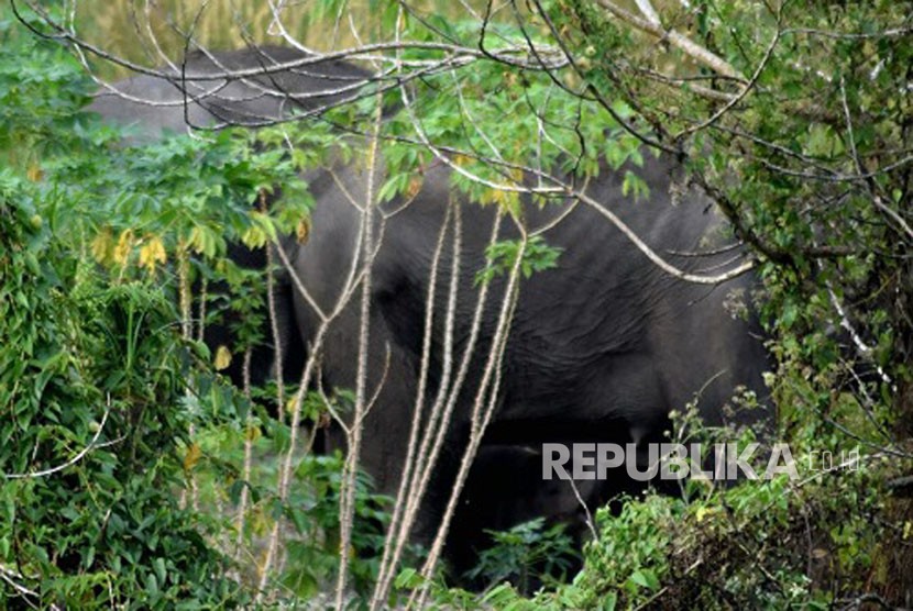 Gajah liar Sumatera bernama Seruni (40 Tahun) melahirkan seekor anak yang belum diketahui kelaminnya di komplek Hutan Talang, Suaka Margasatwa (SM) Balai Raja, Riau.