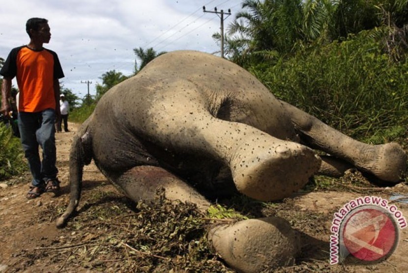 Gajah mati di ACeh Jaya