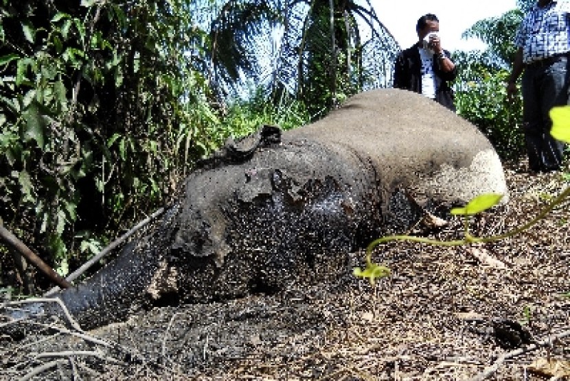 Gajah mati diracun di Desa Blang Tualang, Kecamatan Birem Bayeun, Kabupaten Aceh Timur.