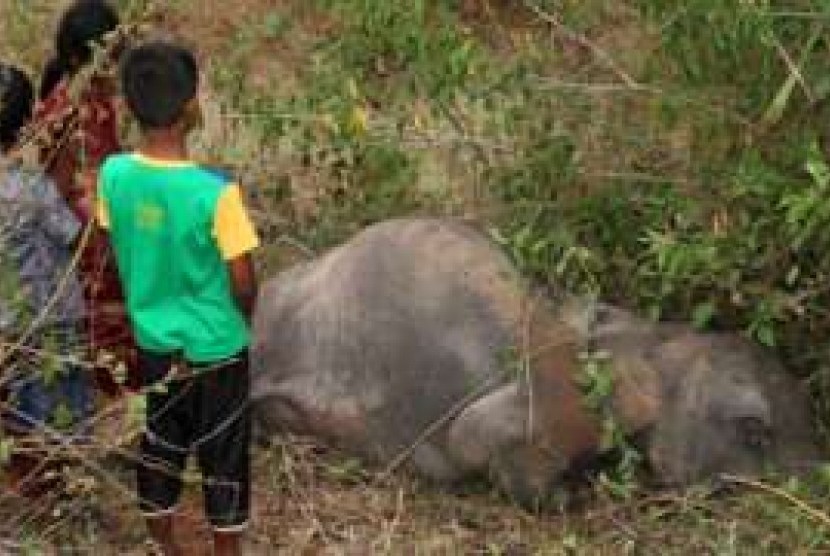 Gajah mati tertabrak kereta di Sri Lanka.