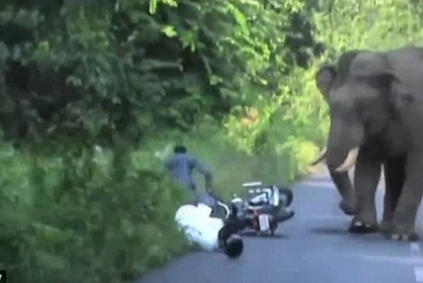 Gajah mengamuk di India