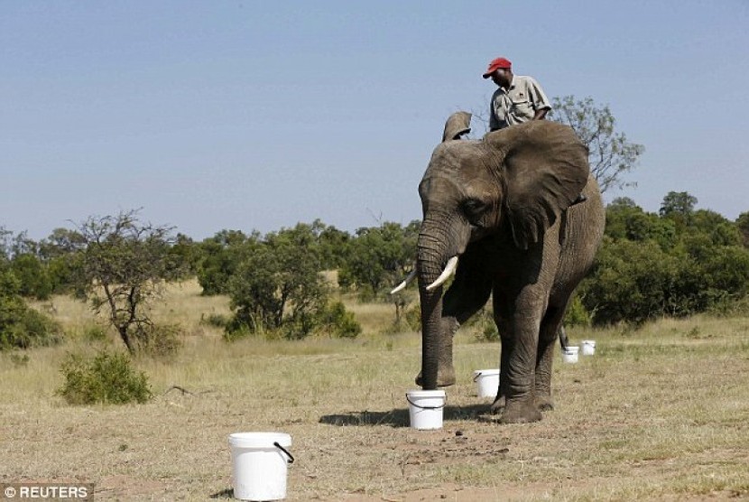 Gajah mengendus bahan peledak di Afrika Utara