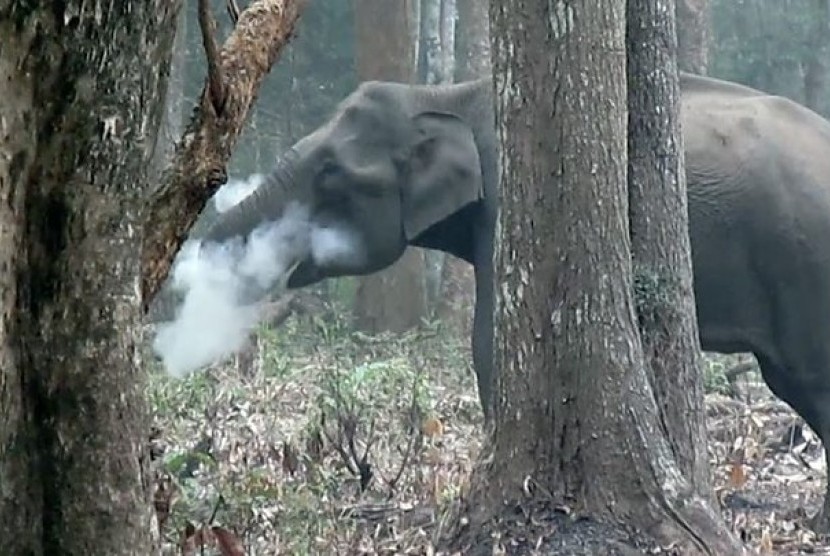 Gajah 'merokok'