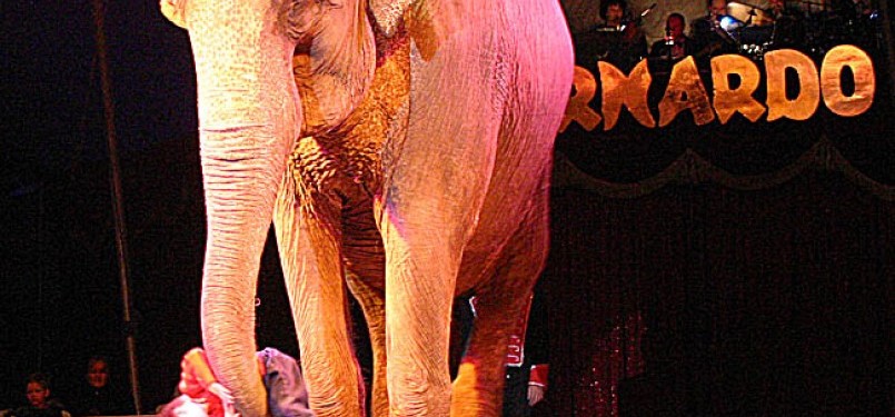 Gajah sirkus. Ilustrasi