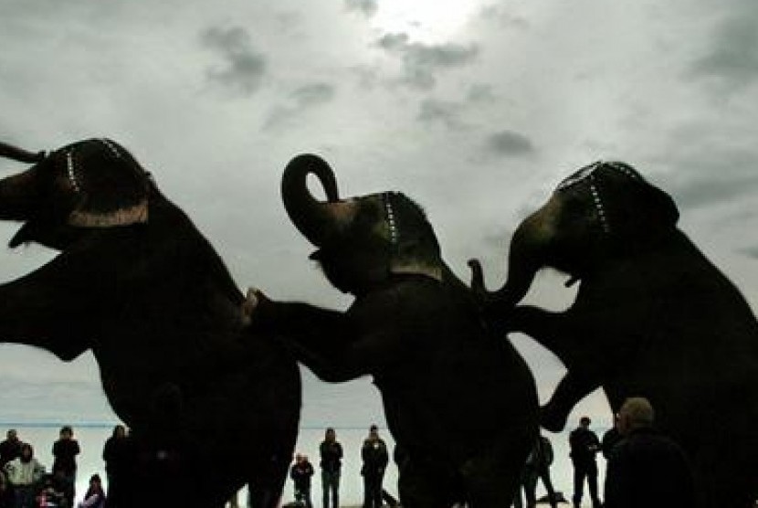 Gajah Sirkus. Ilustrasi.