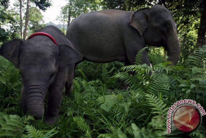 Gajah sumatera
