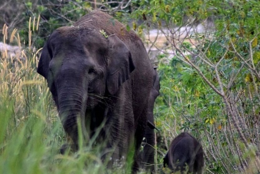 Gajah sumatra bernama Seruni (40 tahun) melahirkan seekor anakl yang belum diketahui jenis kelaminnya di Komplek Hutan Talang, Suaka Margasatwa Balai Raja, Riau