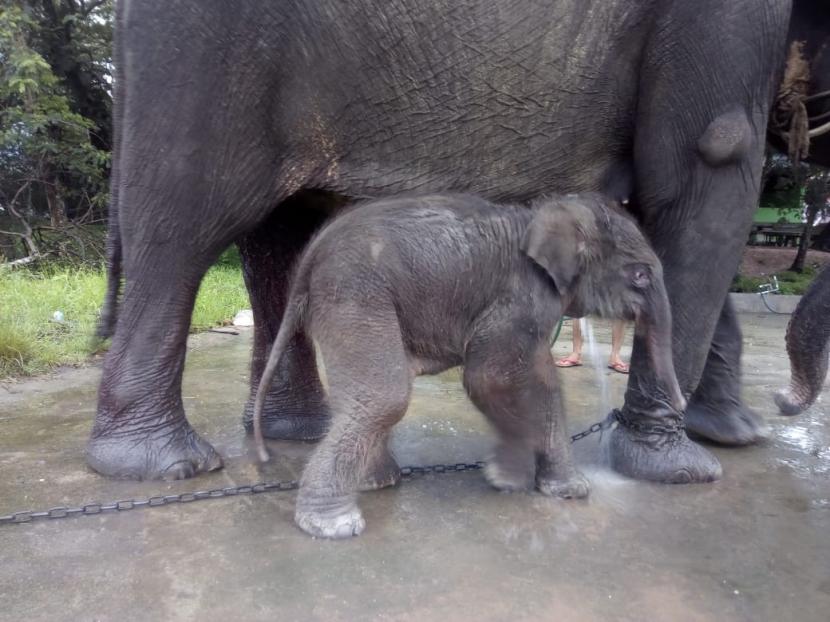 Gajah sumatra (Elephas maxikus sumatranus) berada di areal Pusat Latihan Gajah Taman Nasional Way Kambas, Lampung (ilustrasi). 