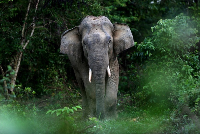 Gajah Mengamuk dan Rusak Rumah di Nagan Raya Aceh. Gajah Sumatra. Ilustrasi