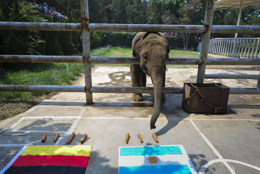 Gajah Yalu memilih wortel yang berbendera Argentina.