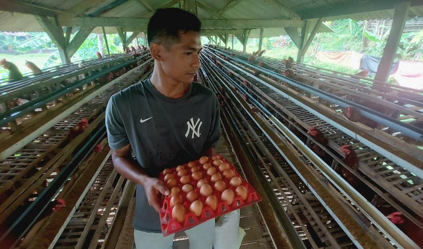  Galih Aji Sadewo (31), peternak ayam petelur di Dusun Gebug, Desa Kalisidi, Kecamatan Ungaran Barat, Kabupaten Semarang, sedang beraktivitas di dalam kandang battery atau kandang produksi ayam petelur yang dikelolanya.