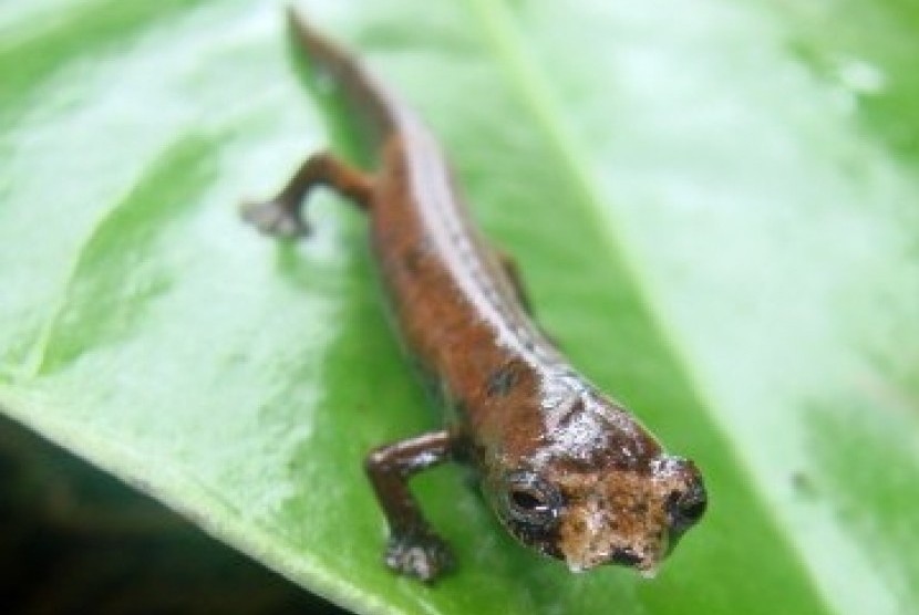 Gambar 1: ET Salamander nama latin Bolitoglossa sp. nov